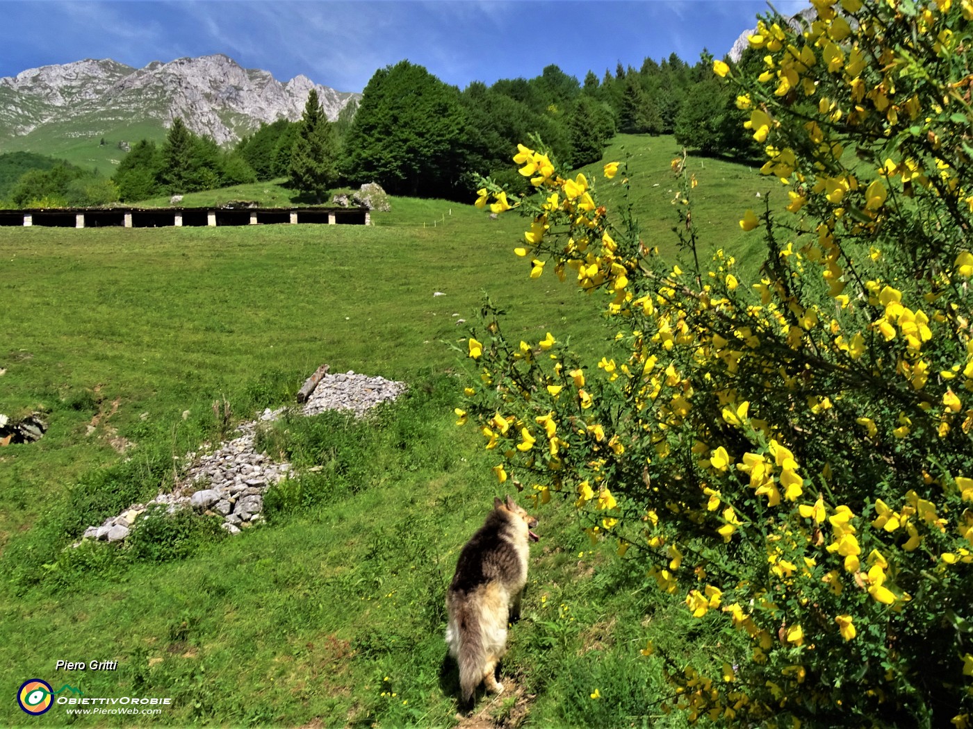 16 Fiori di ginestra ai margini della radura prativa .JPG